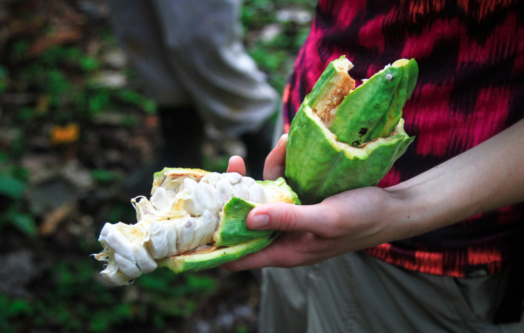 cacao-pod