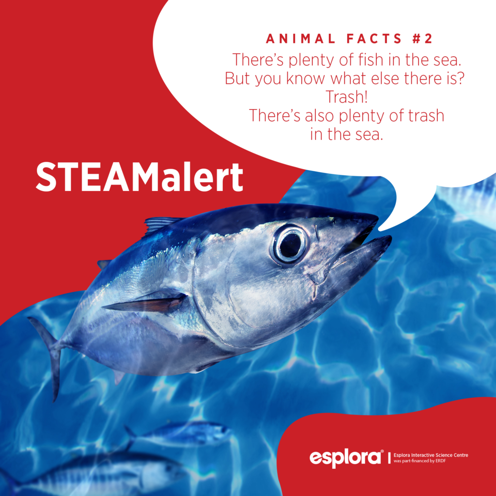 STEAMalert Fact 2