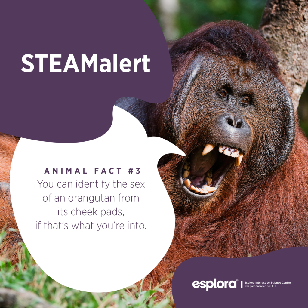 esplora_fb_esploraaware_animalfact_3orangutan