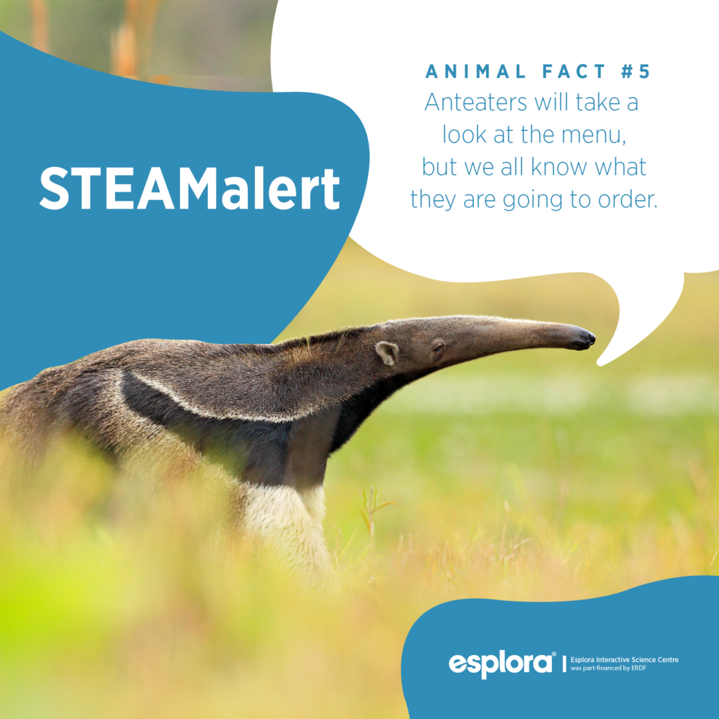 esplora_fb_esploraaware_animalfact_5anteaters