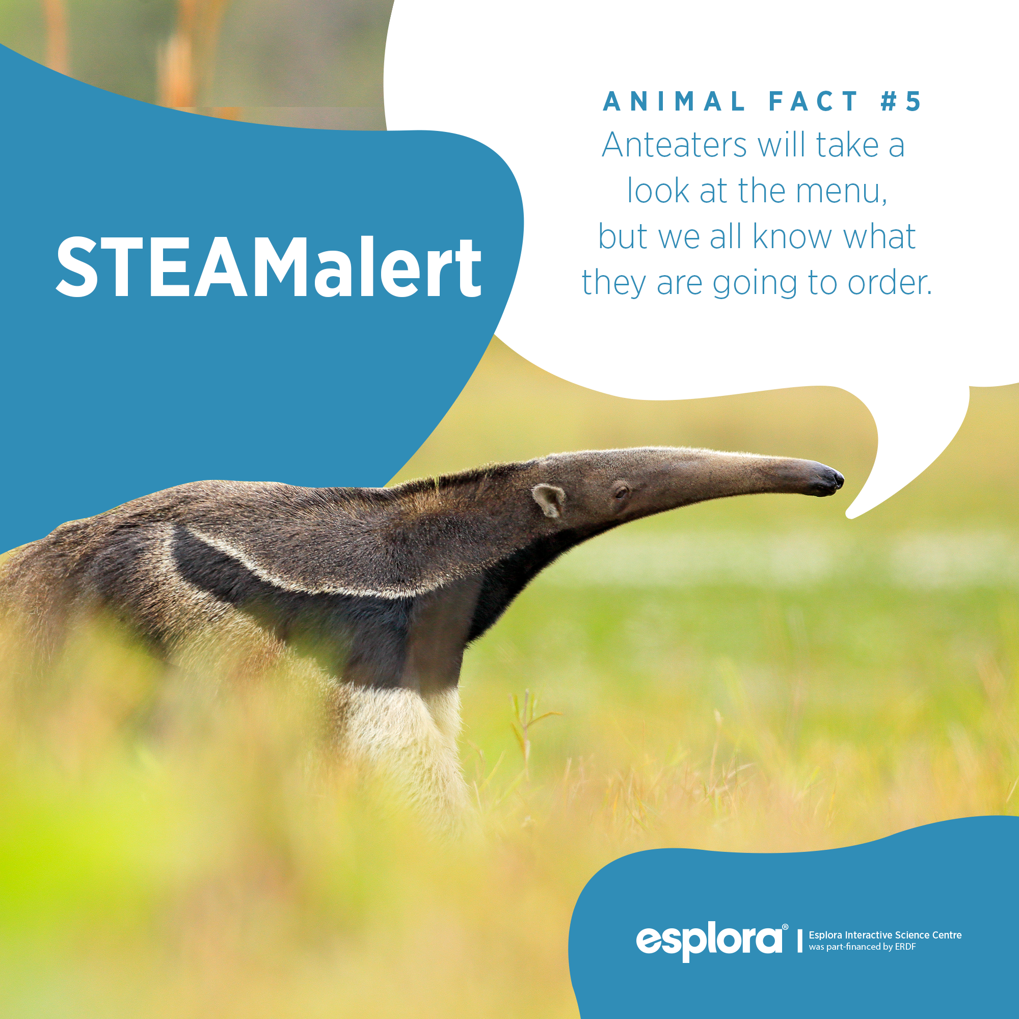 Animal Facts: The Anteater « Esplora