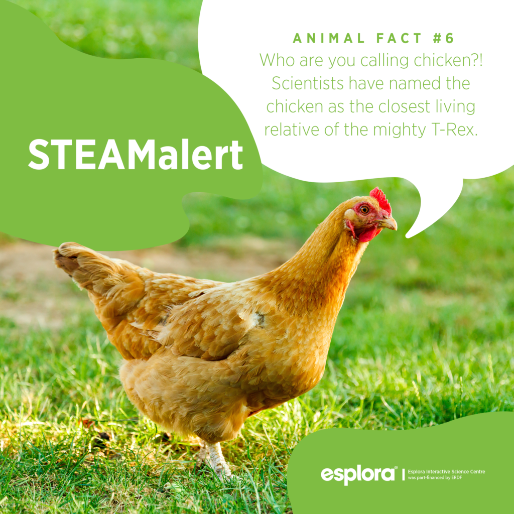 esplora_fb_esploraaware_animalfact_6chicken