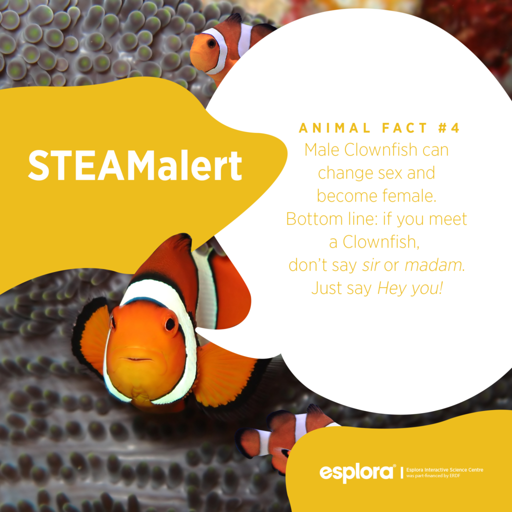 esplora_fb_esploraaware_animalfact_4clownfish