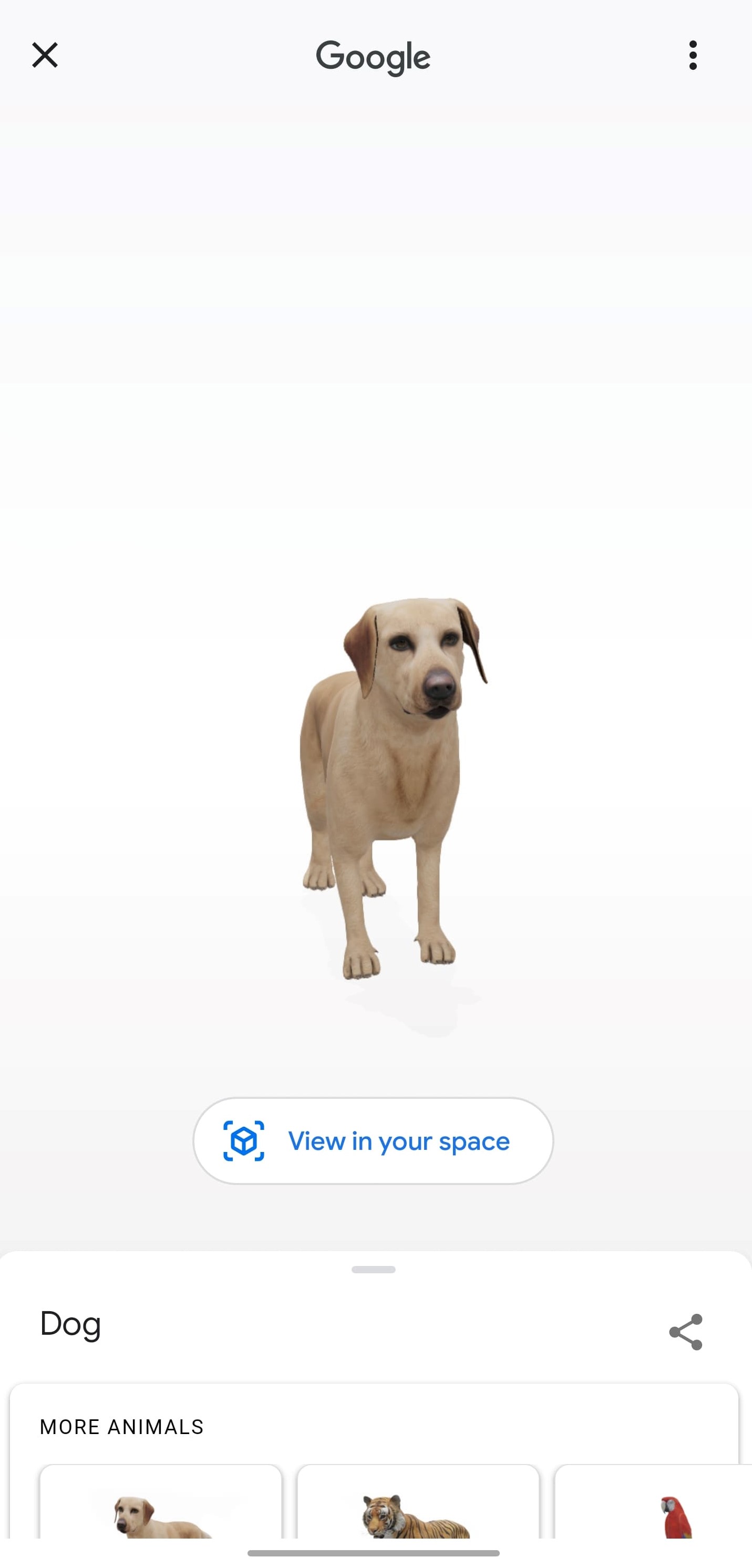 How to Use Google's View in 3D Feature to See Animals