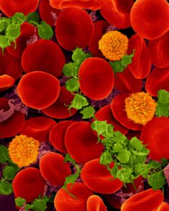 Human blood with red blood cells
