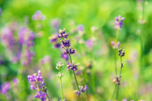 Blooming lavender in the garden. Selective focus. Nature.